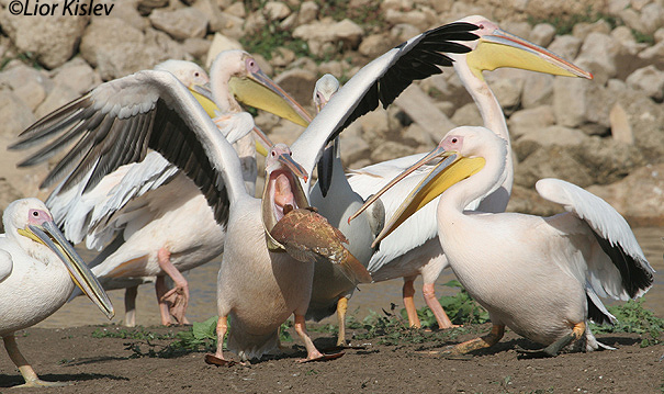 שקנאי מצוי  White Pelican  Pelecanus onocrotalus                 נחשולים חורף 2005